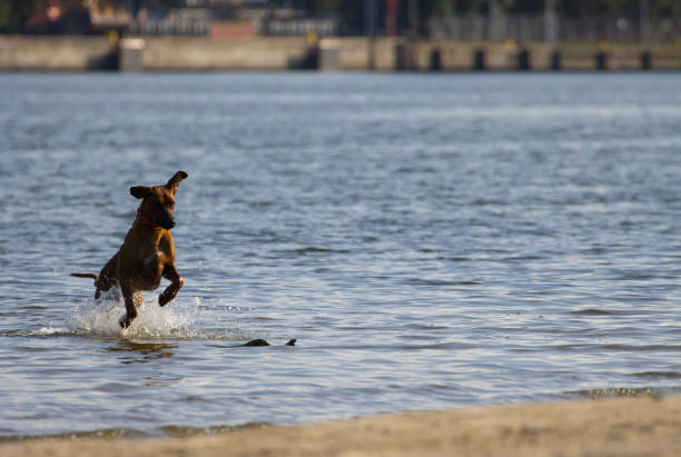 Dog running in water