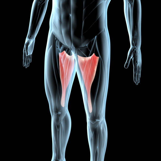 ilustración 3d de los músculos aductores magnus en la musculatura de rayos x - aductor grande fotografías e imágenes de stock