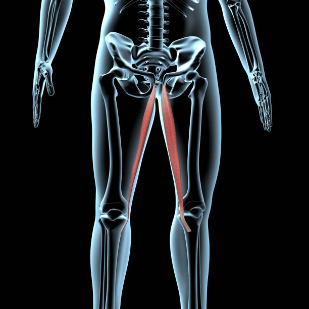 3D Illustration Of The Gracilis Muscles Anatomical Position On Xray Body stock photo