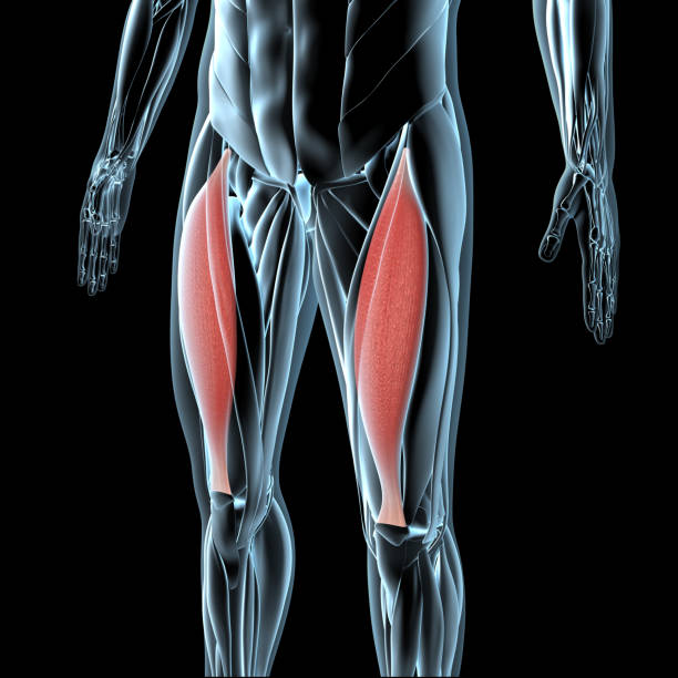 3D Illustration Of The Rectus Femoris Muscles On Xray Musculature stock photo