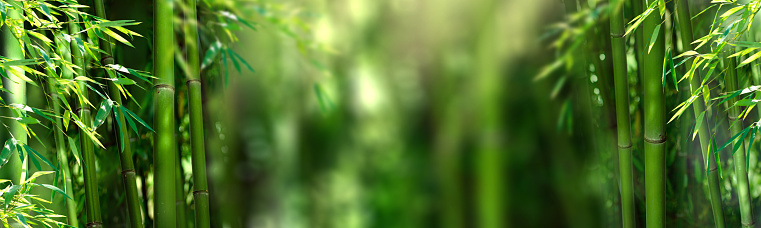 Bamboo forest.  Panoramic green background.  Summer asian landscape with copy space for text.