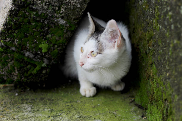 istock Hidden street kitten 1338741011