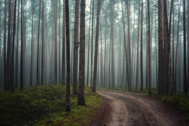 istock Pine forest in the fog 1338741812