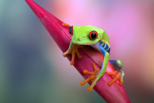 istock Red-eyed tree frog sitting on a flower 1338741901
