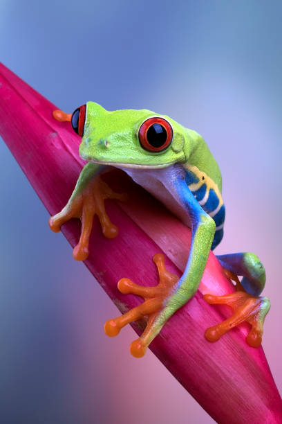 istock Red-eyed tree frog sitting on a flower 1338741912