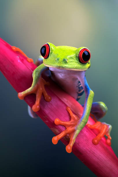 Red-eyed tree frog sitting on a flower stock photo