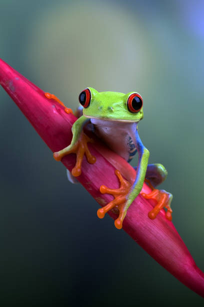istock Red-eyed tree frog sitting on a flower 1338741951