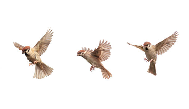 set of a group of birds sparrows spreading their wings and feathers flying on a white isolated - house sparrow stockfoto's en -beelden