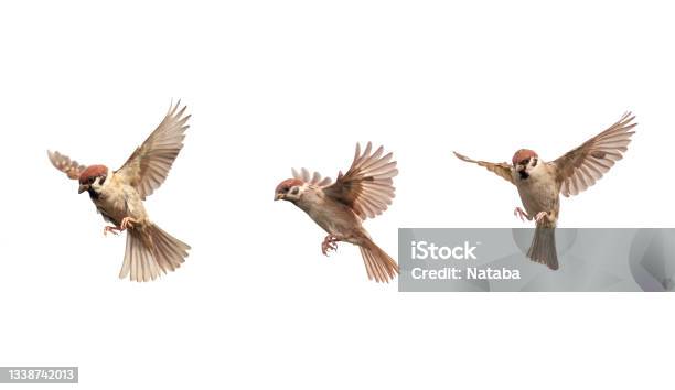 Set Of A Group Of Birds Sparrows Spreading Their Wings And Feathers Flying On A White Isolated Stock Photo - Download Image Now