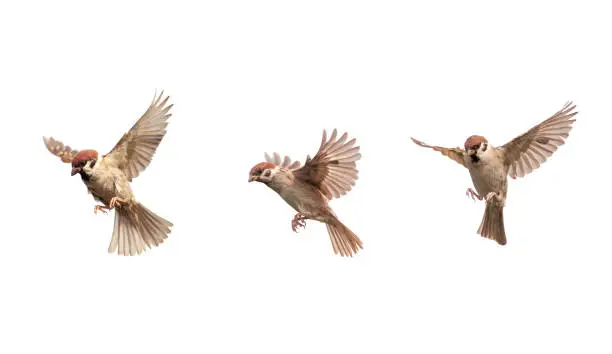 Photo of set of a group of birds sparrows spreading their wings and feathers flying on a white isolated