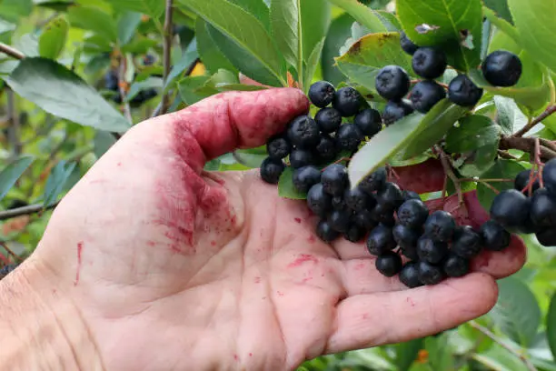 Harvesting chokeberry. Branch with chokeberry berries in hand.