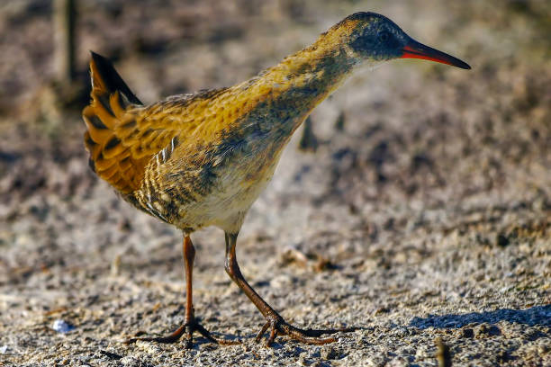 A russet-naped wood-rail walks on the edge on a tropical forest floor in Costa Rica.
