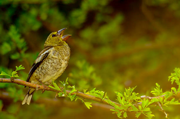 istock Birds in freedom and in their natural environment. 1338743316