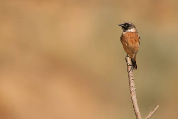 istock Birds in freedom and in their natural environment. 1338743379