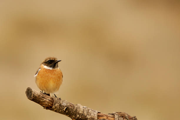 istock Birds in freedom and in their natural environment. 1338743387