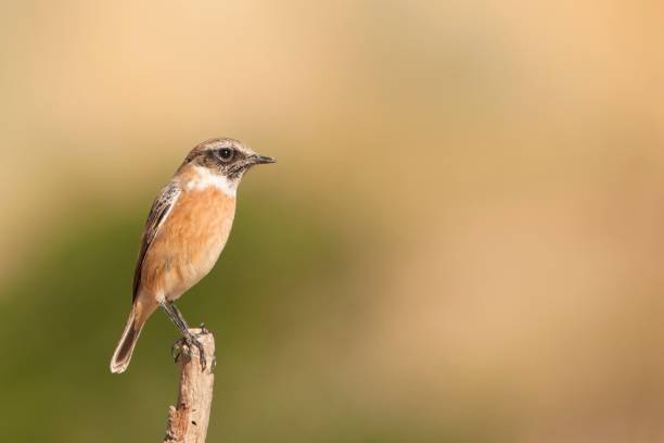 istock Birds in freedom and in their natural environment. 1338743393