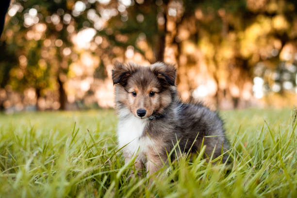 Shetland Sheepdog puppy Shetland Sheepdog puppy in a field at sunset. Playing in tall grass. 8 week old puppy. shetland sheepdog stock pictures, royalty-free photos & images
