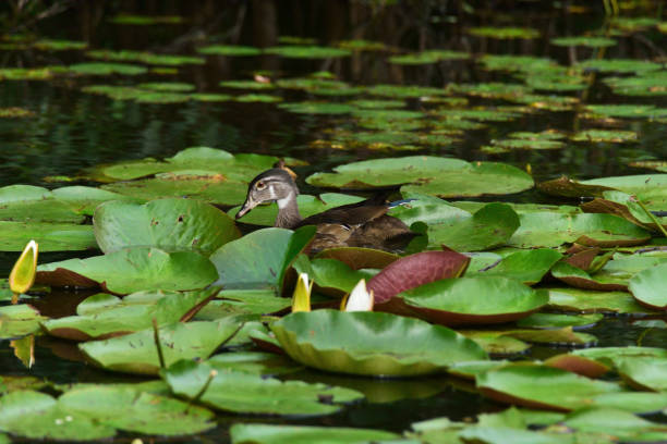 istock Femal Wood Duck in Water Lilies 1338745574