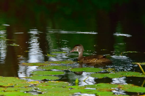 istock Femal Wood Duck in Shadows 1338746696