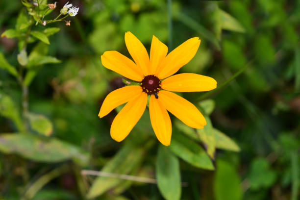 istock Black-eyed Susan in Vermont 1338747106
