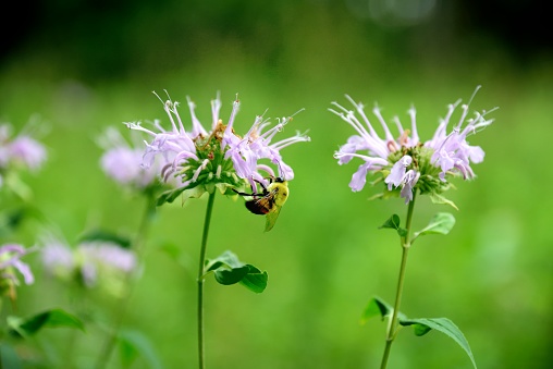 A bumblebee  is busy gathering nectar and spreading pollen on a bee balm, aka wild bergamot near South Kingstown, Rhode Island