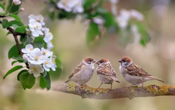 Photo of funny sparrow bird chicks are sitting in a spring blooming garden