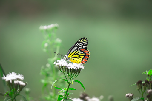 A female Delias eucharis, the common Jezebel, is a medium-sized pierid butterfly found hanging on to the flower plant in a public park in India. the striped colors of the butterfly is very attractive