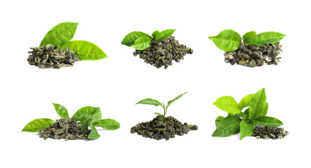 juego de hojas de té secas y frescas sobre fondo blanco - sinensis fotografías e imágenes de stock