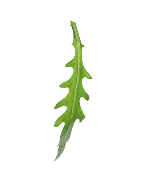 istock Leaf of fresh arugula isolated on white 1338748571