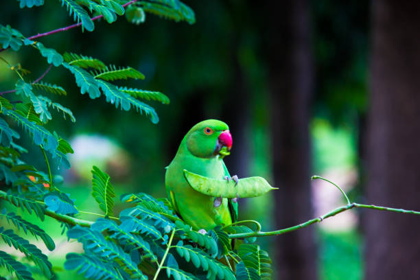 istock A Rose Ringed Parakeet on the tree in natural environment 1338748692