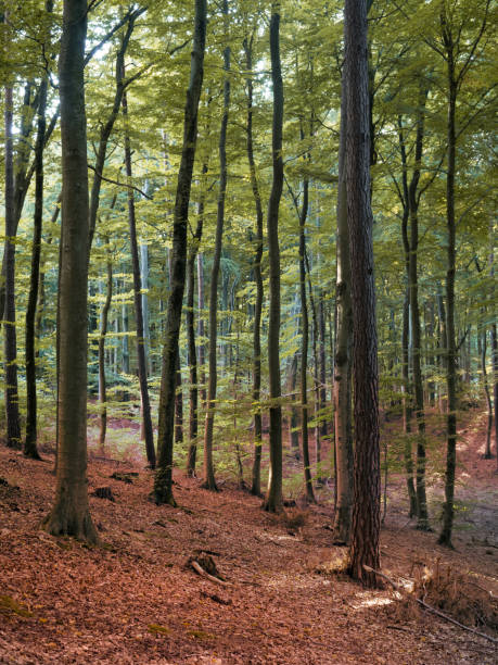 istock Autumn forest in Poland on  hazy day 1338749685