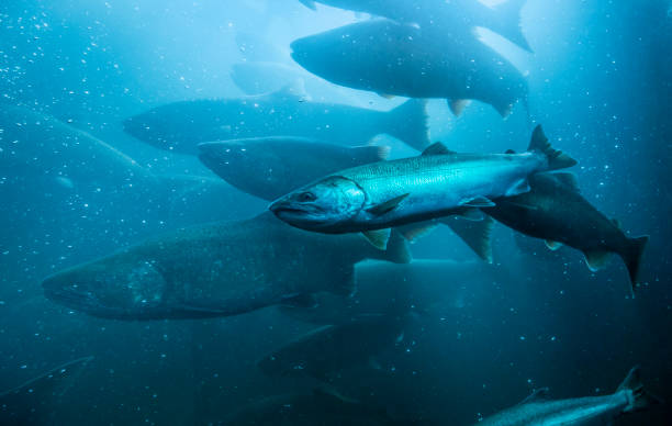 migration sous-marine du saumon sauvage. - aquaculture photos et images de collection