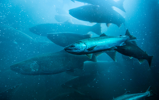 Wild Salmon Underwater Migration.