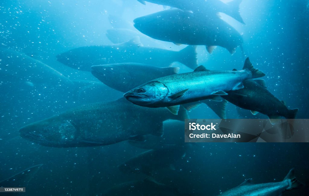 Wild Salmon Underwater Migration. Wild salmon migrating upstream in the Columbia River, Oregon. Salmon - Animal Stock Photo