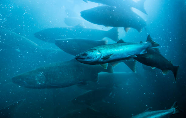Wild Salmon Underwater Migration. Wild salmon migrating upstream in the Columbia River, Oregon. salmon animal stock pictures, royalty-free photos & images