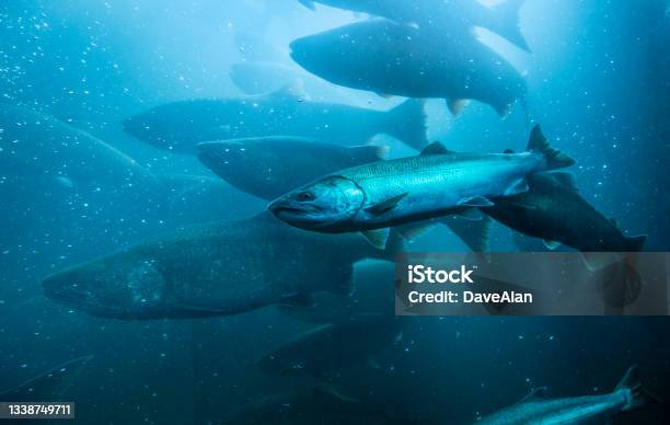 Wild Salmon Underwater Migration Stock Photo - Download Image Now - Salmon - Animal, Fish, Aquaculture
