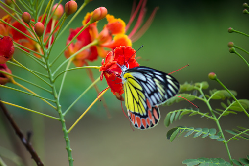 A female Delias eucharis, the common Jezebel, is a medium-sized pierid butterfly found hanging on to the flower plant in a public park in India. the striped colors of the butterfly is very attractive