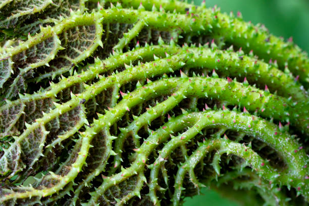 Giant Brazilian Rhubarb Leaf. Giant Brazilian Rhubarb (gunnera manicata) leaf in early stage of growth. rhubarb photos stock pictures, royalty-free photos & images