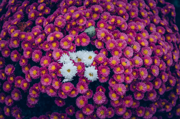 istock extraordinary white purple chrysanthemum flowers background 1338750071