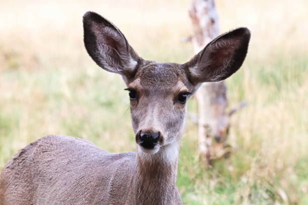 Mule deer (Odocoileus hemionus), Vermillion Lakes, Banff, Alberta, Canada