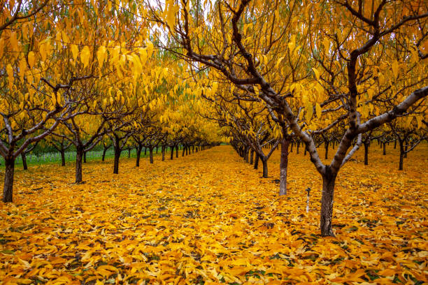 istock Orchard in the colorful fall 1338751344