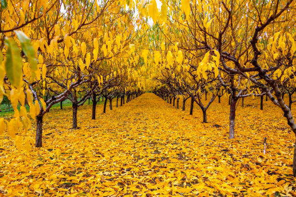 istock Orchard in the colorful fall 1338751356