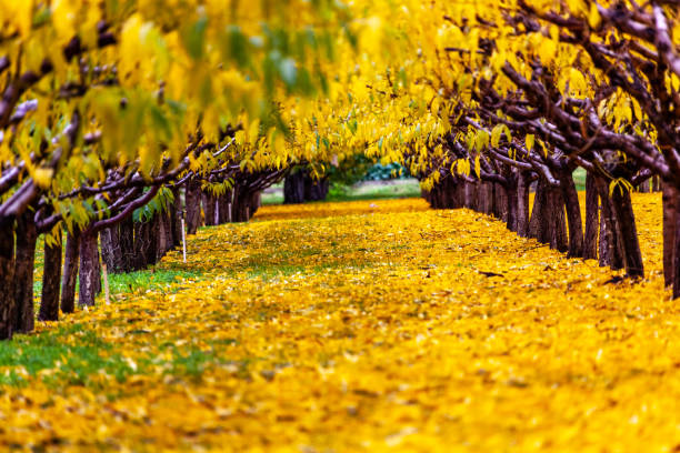 istock Orchard in the colorful fall 1338751400