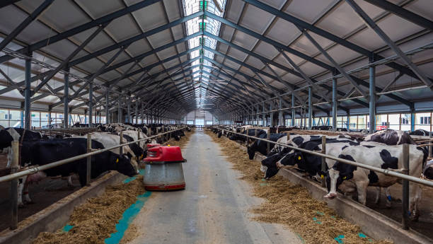 istock The robot farmer is programmed to automate the feeding process of the animals. A modern dairy cow farm in Russia 1338752607