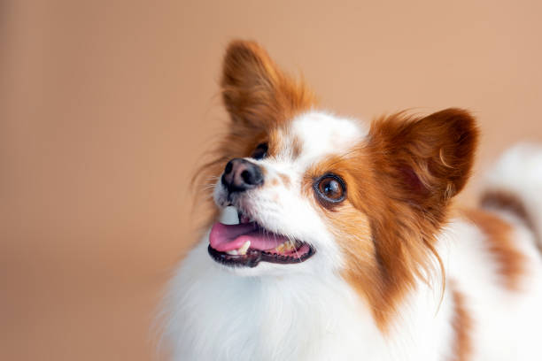 istock Papillon dog in front of a tan backdrop 1338752695