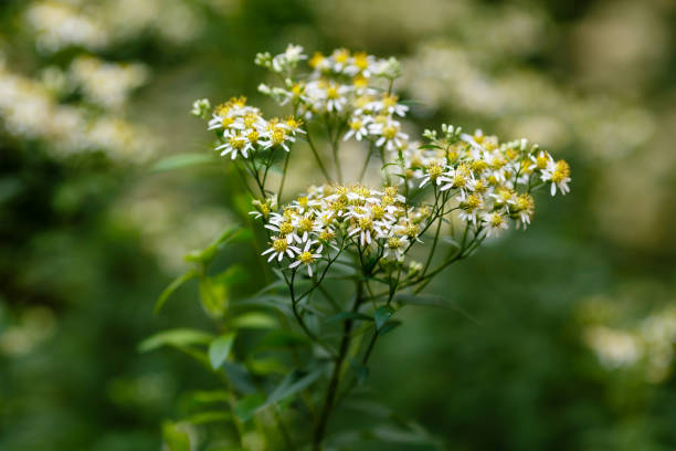 White wood aster or Aster divaricatus with white star-shaped flowers