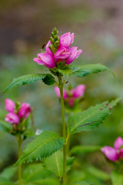 istock Red turtlehead (Chelone obliqua) blooming in a garden 1338753960