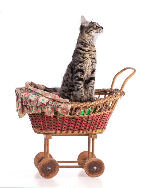istock Cute gray tabby kitten in a doll baby carriage 1338753973