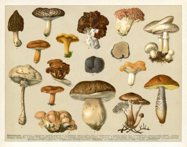 Group of edible mushrooms 1898 Group of edible mushrooms 1898
Hymenomycetes. Agaricini: 1. Champignon (Agaricus (Psalliota) campestris); 2. Hallimasch (Agaricus (Armillaria) melleus); 3. Parasolpilz (Agaricus (Lepiota) procerus); 4. Stockschwamm (Agaricus (Pholiota) mutabilis); 5. Brätling (Lactarius volemus); 6. Echter Reizker (Lactarius deliciosus); 7. Eierschwamm (Cantharellus cibarius), Polyporei: 8. Steinpilz (Boletus edulis); 9. Kapuziner, Birkenpilz (Boletus scaber); 10. Semmelpilz (Polyporus confluens). Hydnei: 11. Stoppelpilz (Hydnum repandum); 12. Habichtschwamm (Hydnum imbricatum). Clavariel: 13. Bärentatze (Clavaria botrytis). Helvellaceae: 14. Steinmorchel, Lorchel (Helvella esculenta); 15. Spitzmorchel (Morchella conica). Tuberaceae: 16. a. Trüffel (Tuber mesentericum); b. dieselbe, durchschnitten
Original edition from my own archives
Source : Brockhaus 1898 edible mushroom stock illustrations