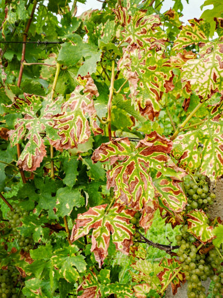 Vine affected Petri disease or Esca disease. The grapevine leaf stripe disease stock photo
